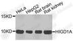 HIG1 Hypoxia Inducible Domain Family Member 1A antibody, A3407, ABclonal Technology, Western Blot image 