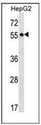 Protein O-Fucosyltransferase 2 antibody, AP53376PU-N, Origene, Western Blot image 