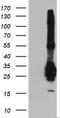 Fibroblast Growth Factor 21 antibody, LS-C172903, Lifespan Biosciences, Western Blot image 