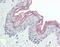 Periphilin 1 antibody, orb96522, Biorbyt, Immunohistochemistry paraffin image 