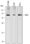 Fermitin Family Member 2 antibody, MAB6984, R&D Systems, Western Blot image 