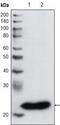 Glutathione S-Transferase Pi 1 antibody, MA5-15309, Invitrogen Antibodies, Western Blot image 