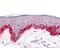 Apoptotic Peptidase Activating Factor 1 antibody, LS-C285, Lifespan Biosciences, Immunohistochemistry frozen image 