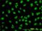 WD Repeat Domain 20 antibody, H00091833-M02, Novus Biologicals, Immunocytochemistry image 