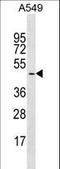 Glycogenin 2 antibody, LS-C159805, Lifespan Biosciences, Western Blot image 