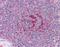 GA Binding Protein Transcription Factor Subunit Beta 1 antibody, orb89618, Biorbyt, Immunohistochemistry paraffin image 