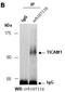 Toll Like Receptor Adaptor Molecule 1 antibody, orb107116, Biorbyt, Immunoprecipitation image 