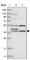 Zinc Finger CW-Type And PWWP Domain Containing 2 antibody, HPA035035, Atlas Antibodies, Western Blot image 