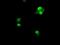 Ubiquitin Conjugating Enzyme E2 T antibody, GTX83452, GeneTex, Immunofluorescence image 