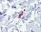 FceRIa antibody, orb89351, Biorbyt, Immunohistochemistry paraffin image 