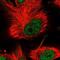 Kiaa0239 antibody, NBP1-81531, Novus Biologicals, Immunocytochemistry image 
