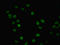 Integrator Complex Subunit 10 antibody, LS-C675907, Lifespan Biosciences, Immunofluorescence image 