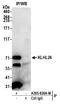 Kelch Like Family Member 26 antibody, A305-826A-M, Bethyl Labs, Immunoprecipitation image 