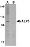 NLR Family Pyrin Domain Containing 3 antibody, orb75294, Biorbyt, Western Blot image 
