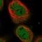 Stearoyl-CoA Desaturase 5 antibody, NBP1-89274, Novus Biologicals, Immunofluorescence image 