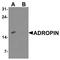 Energy Homeostasis Associated antibody, A11801, Boster Biological Technology, Western Blot image 