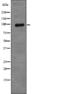 X-Ray Repair Cross Complementing 1 antibody, abx219382, Abbexa, Western Blot image 