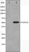 Autoimmune regulator antibody, orb224616, Biorbyt, Western Blot image 