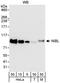 Niban Apoptosis Regulator 2 antibody, A301-338A, Bethyl Labs, Western Blot image 