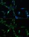 BUB1 Mitotic Checkpoint Serine/Threonine Kinase B antibody, GTX55541, GeneTex, Immunocytochemistry image 
