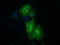 Mitogen-Activated Protein Kinase Kinase 1 antibody, LS-C114739, Lifespan Biosciences, Immunofluorescence image 