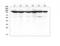MutS Homolog 2 antibody, LS-C357472, Lifespan Biosciences, Western Blot image 