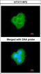BCL2 Like 10 antibody, LS-B10798, Lifespan Biosciences, Immunocytochemistry image 