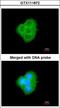 BCLB antibody, LS-B10798, Lifespan Biosciences, Immunocytochemistry image 