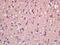 Methionine Sulfoxide Reductase B2 antibody, orb185328, Biorbyt, Immunohistochemistry paraffin image 