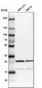 CGG Triplet Repeat Binding Protein 1 antibody, PA5-57317, Invitrogen Antibodies, Western Blot image 