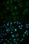 IL-23 receptor antibody, LS-C331585, Lifespan Biosciences, Immunofluorescence image 