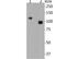 CD34 antibody, NBP2-67399, Novus Biologicals, Western Blot image 