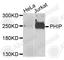 Pleckstrin Homology Domain Interacting Protein antibody, A7207, ABclonal Technology, Western Blot image 