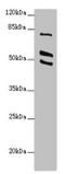 RUN And FYVE Domain Containing 2 antibody, LS-C676438, Lifespan Biosciences, Western Blot image 
