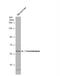 Transketolase antibody, NBP2-20699, Novus Biologicals, Western Blot image 