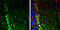 Chromosome 17 Open Reading Frame 75 antibody, GTX108779, GeneTex, Immunohistochemistry frozen image 