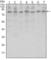 CCCTC-Binding Factor antibody, abx012166, Abbexa, Western Blot image 