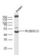 RuBisCO  antibody, orb2012, Biorbyt, Western Blot image 