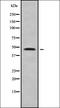 SLC10A4 antibody, orb338727, Biorbyt, Western Blot image 
