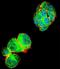 Tripartite Motif Containing 59 antibody, LS-C160205, Lifespan Biosciences, Immunofluorescence image 