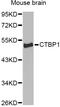 C-Terminal Binding Protein 1 antibody, A1707, ABclonal Technology, Western Blot image 