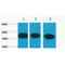 Tubulin Beta 3 Class III antibody, LS-C387457, Lifespan Biosciences, Western Blot image 
