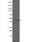 Purinergic Receptor P2Y13 antibody, abx147612, Abbexa, Western Blot image 