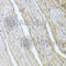 Calcium/Calmodulin Dependent Protein Kinase II Gamma antibody, A3231, ABclonal Technology, Immunohistochemistry paraffin image 