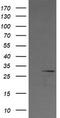 Kallikrein Related Peptidase 8 antibody, LS-C174722, Lifespan Biosciences, Western Blot image 
