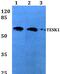 Testis Associated Actin Remodelling Kinase 1 antibody, PA5-36588, Invitrogen Antibodies, Western Blot image 