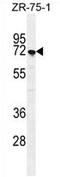 Sushi Domain Containing 5 antibody, AP54113PU-N, Origene, Western Blot image 