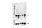 BCL2 Binding Component 3 antibody, 24633S, Cell Signaling Technology, Western Blot image 
