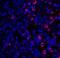 CD28 antibody, A00065, Boster Biological Technology, Immunofluorescence image 