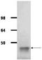 Fructose-bisphosphate aldolase A antibody, R1054PS, Origene, Western Blot image 